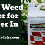 Best Weed Killer for Clover Control for Lawns - Clover Weed Killer