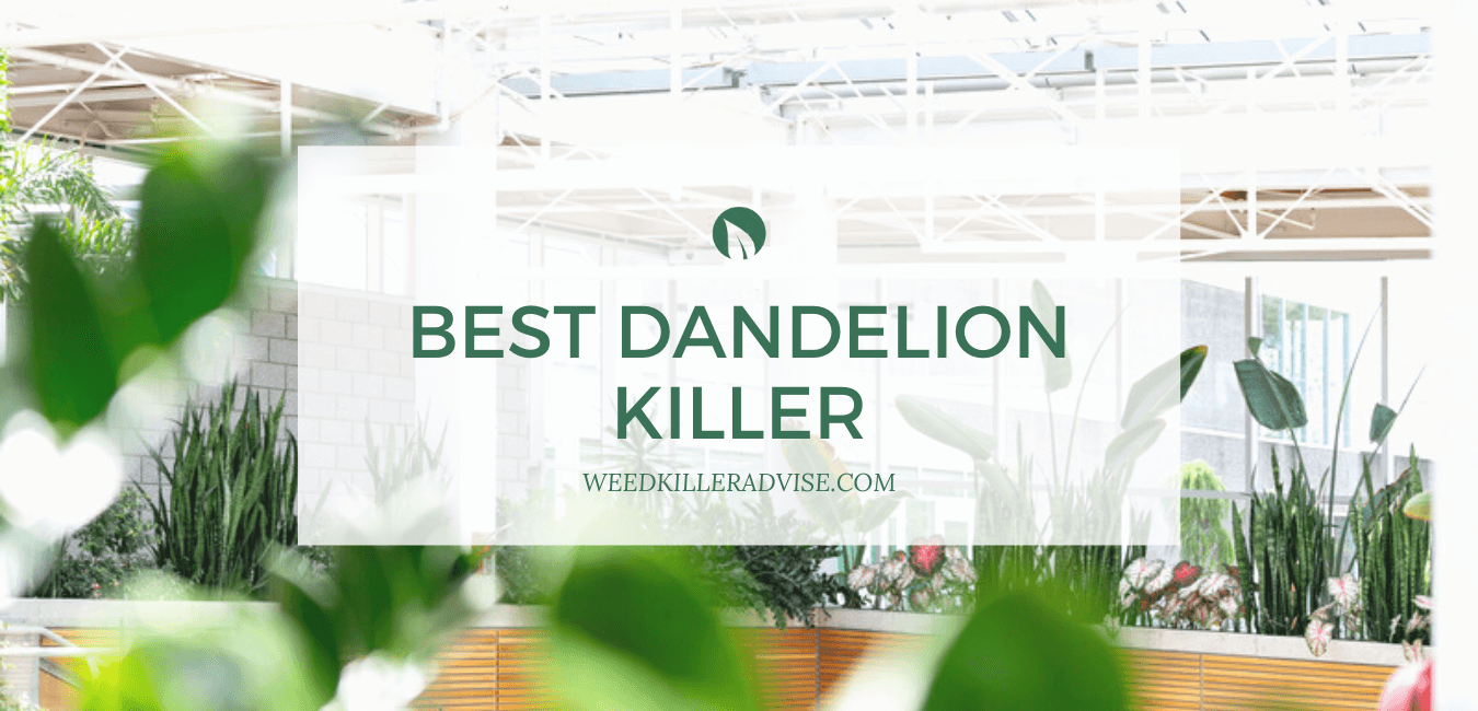 best dandelion weed killer Feature image