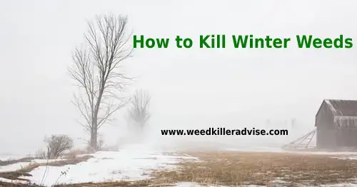 How to Kill Weeds in Winter