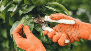 Cutting Rose Bush