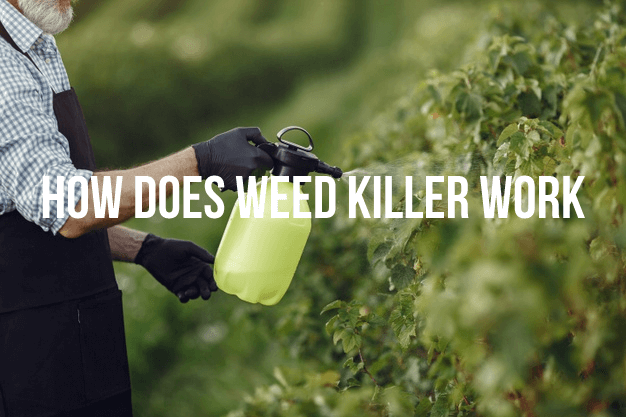 How Does Weed Killer Works