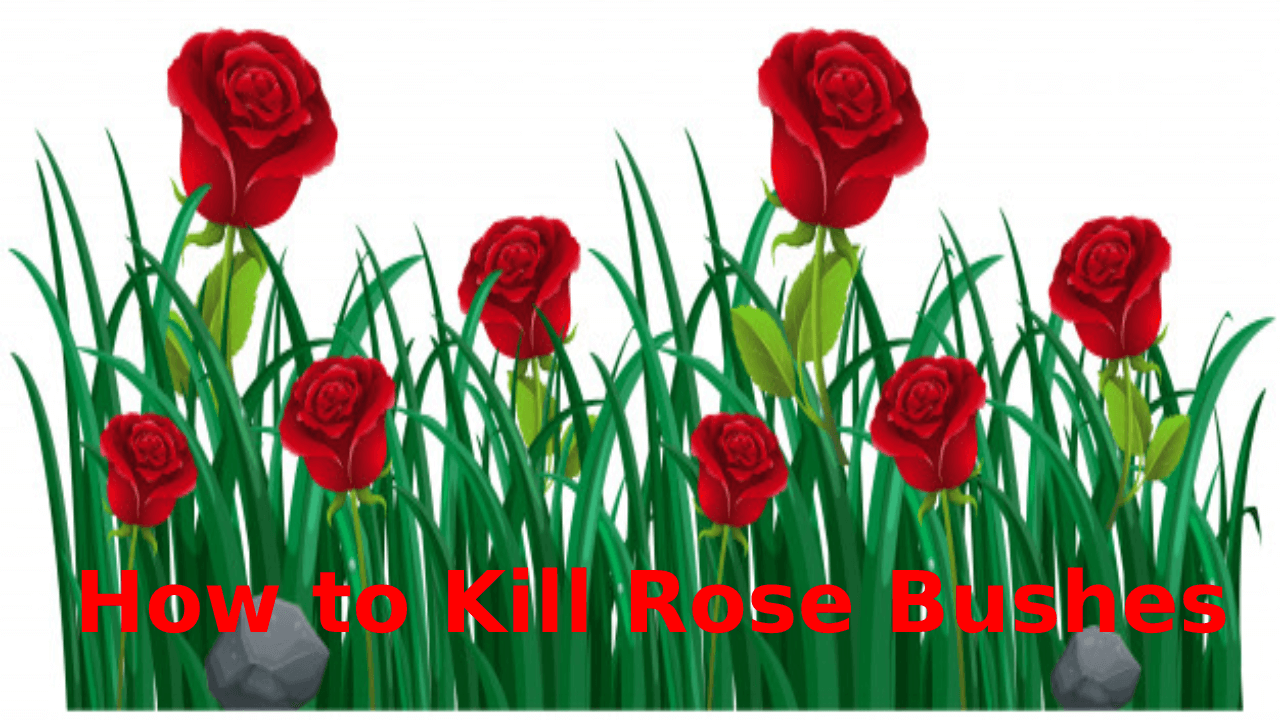How to Kill Rose Bushes