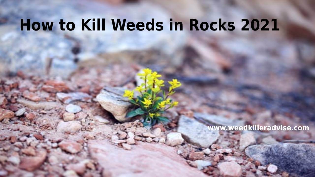 How to Kill Weeds in Rocks 2021
