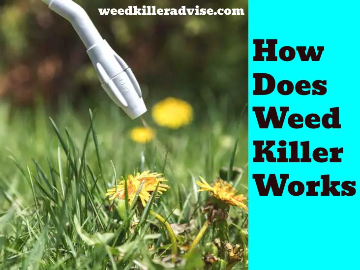 Types of Weed Killer and Working Against Weeds