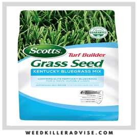 2: Kentucky Bluegrass – Best pet safe grass seed