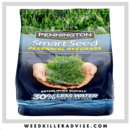 3: Pennington Smart Seed Perennial RyeGrass – Best grass for dog urine spot