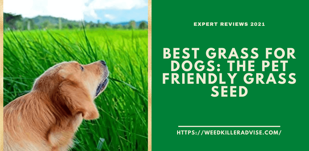Best Grass For Dogs The Pet Friendly Grass Seed