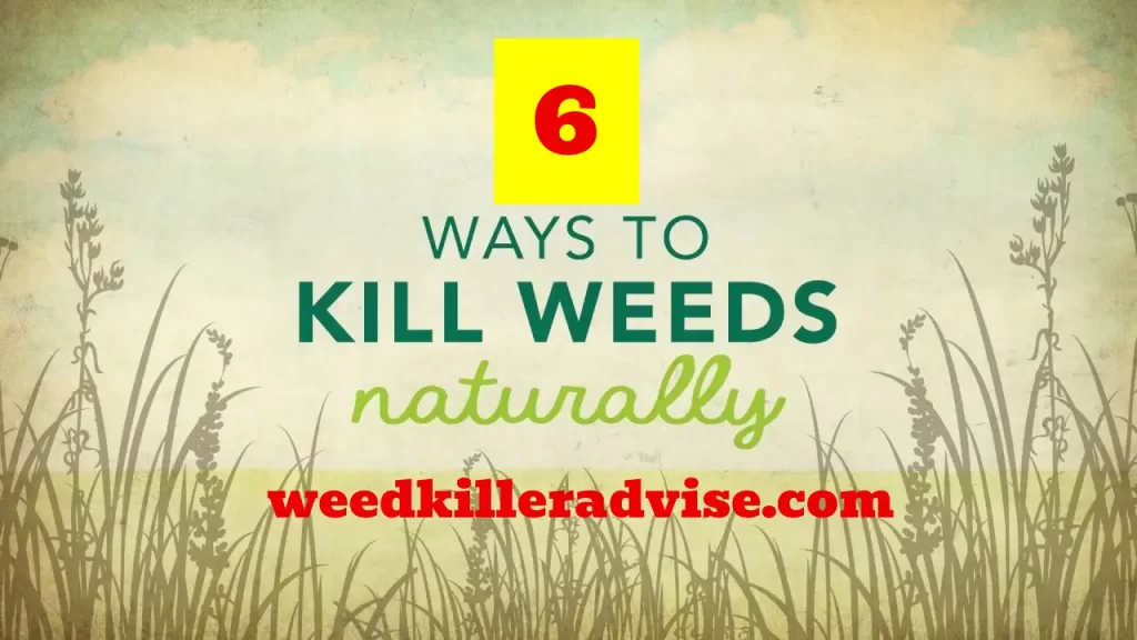 6 Easy Tips How to Kill Weeds in winter- Control Winter Weeds