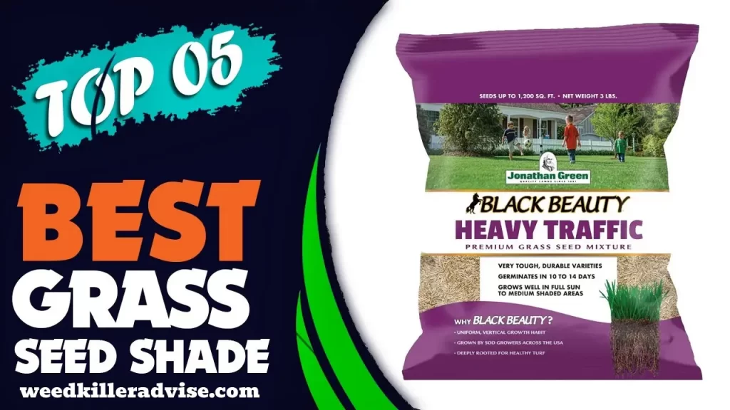 Best Grass Seed for Shade Rated for 2022