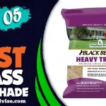 Best Grass Seed for Shade Rated for 2022 – Top 5 Latest Picks