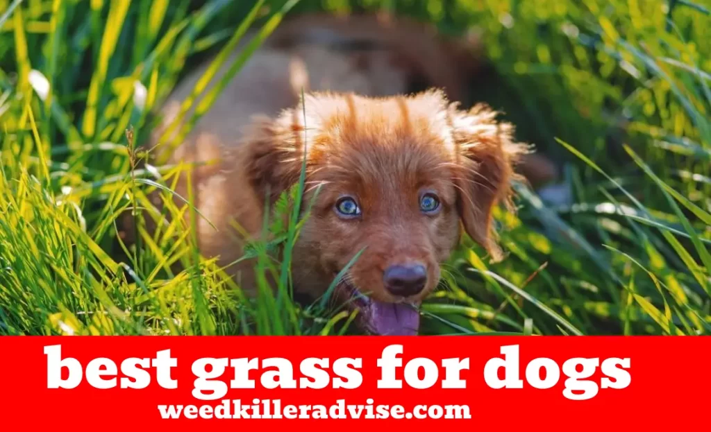 Best Grass For Dogs 2022 - Top Pet Friendly Grass Seed Reviews