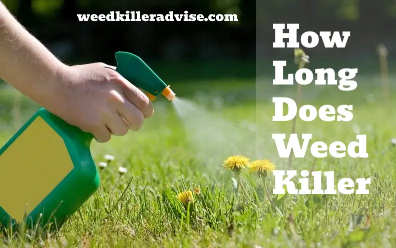 How Long Does Weed Killer Last- A Complete Guide by Weed Killer Advise
