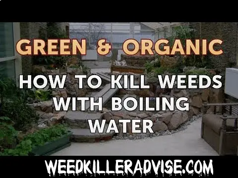 2. Kill Weeds with Boiling Water