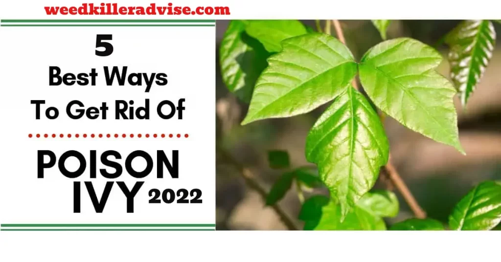 Best Poison Ivy Killer – Top Rated Poison Ivy Killers Rated for 2022