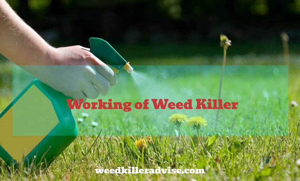 Working of Weed Killer