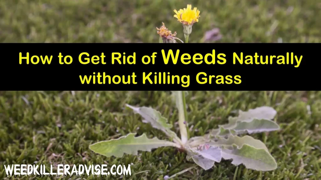 Best ways to get rid of weeds in the lawn: