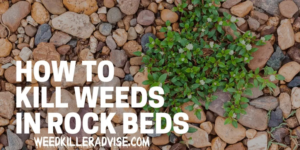 How to Kills Weeds in Rocks Overview