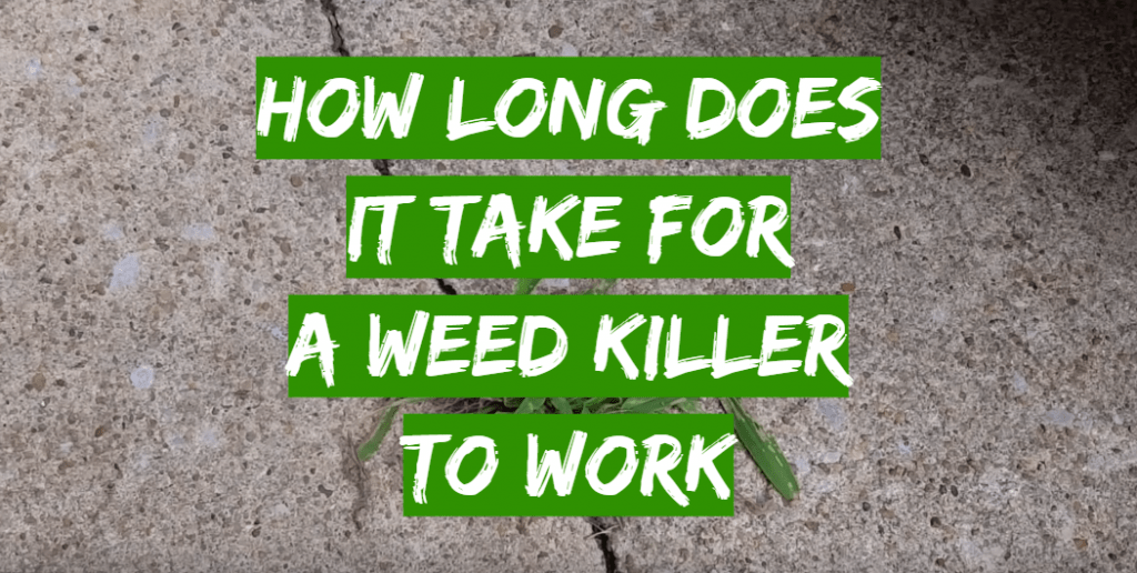 How Long Does it Take for Weed Killer to Work?