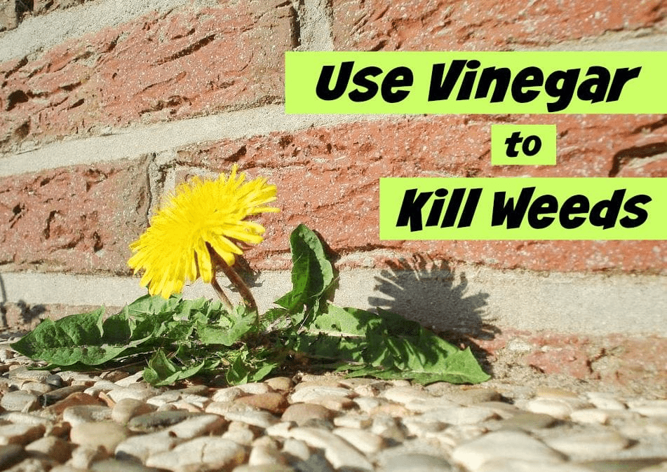 3. Use Vinegar