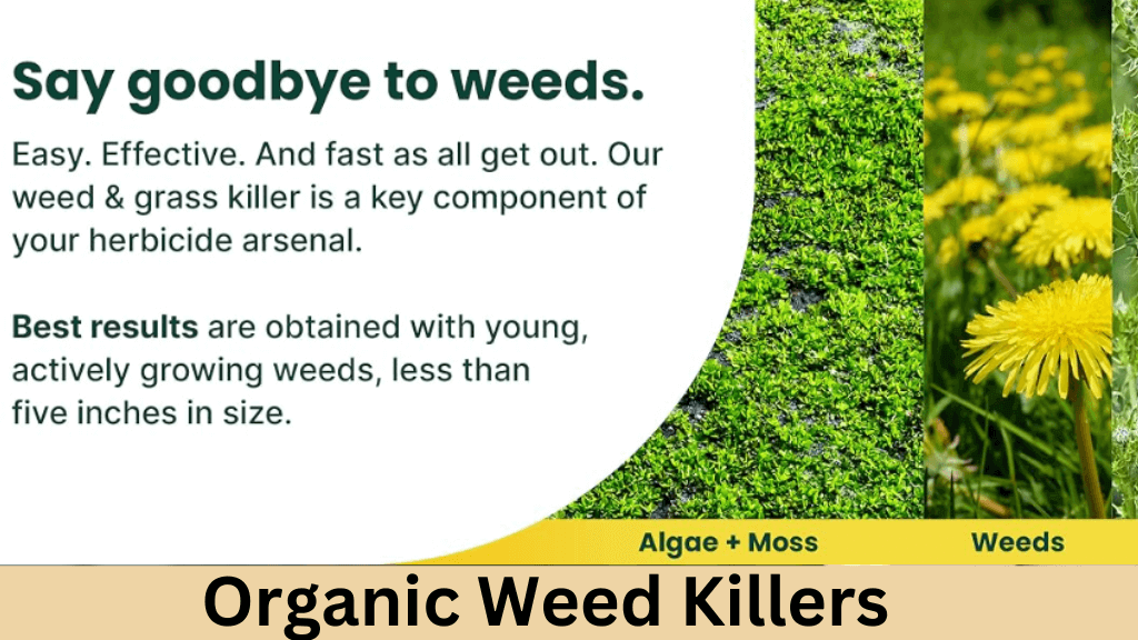 organic weed killers feature Image